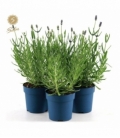 Lavandula