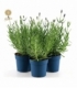 Lavandula