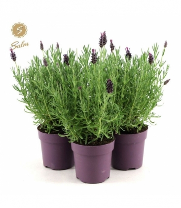 Lavandula