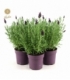 Lavandula