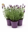Lavandula