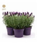 Lavandula