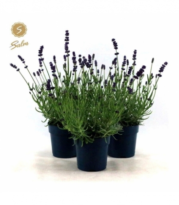 Lavandula