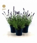 Lavandula