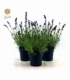 Lavandula