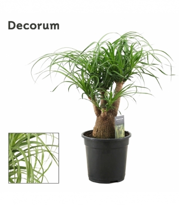 Beaucarnea