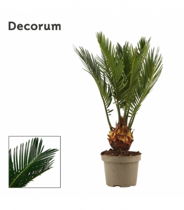 Cycas