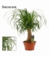 Beaucarnea