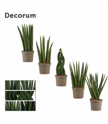 Sansevieria
