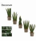 Sansevieria