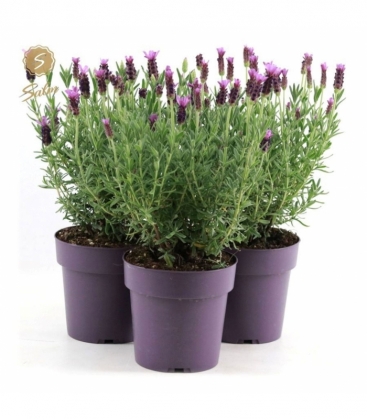 Lavandula