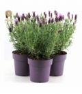 Lavandula