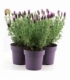 Lavandula