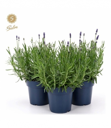 Lavandula