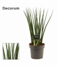 Sansevieria