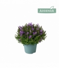 Campanula