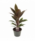 Cordyline
