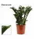 Zamioculcas