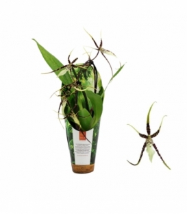 Brassia