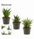 Sansevieria