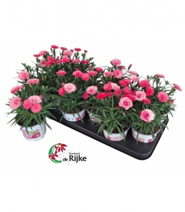 Dianthus