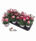 Dianthus