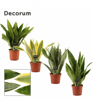 Sansevieria