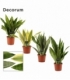 Sansevieria