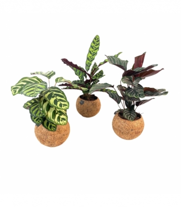 Calathea