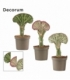 Euphorbia