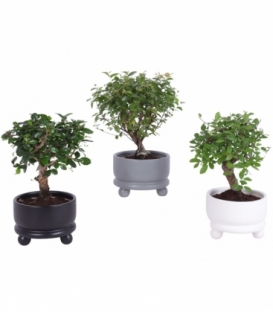 Bonsai