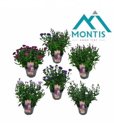 Aster