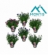 Aster