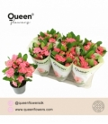 Euphorbia