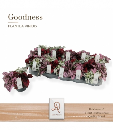 Hypoestes