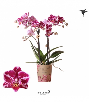 Phalaenopsis