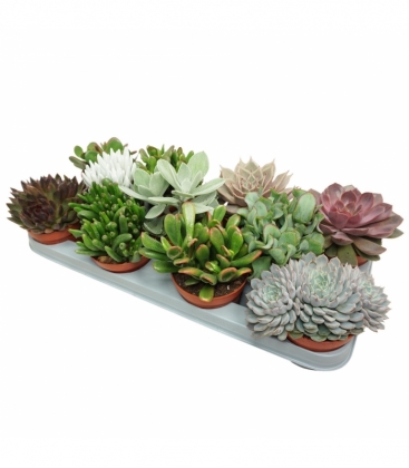 succulents