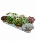 succulents