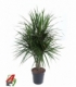 Dracaena