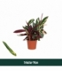 Calathea