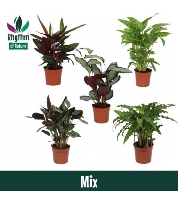 Calathea