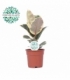 Ficus