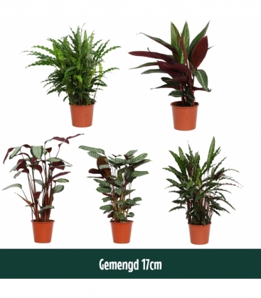 Calathea