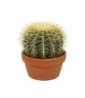 Echinocactus