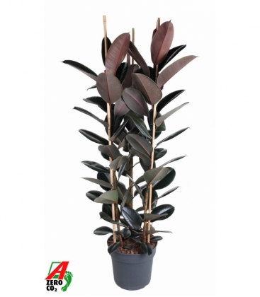 Ficus