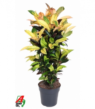 Croton
