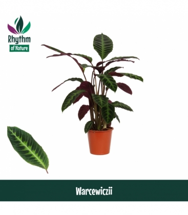 Calathea