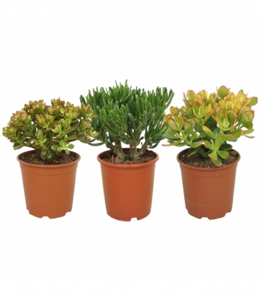 Crassula