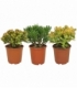 Crassula
