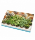 Crassula